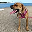 Thumbnail photo of Bailey #2