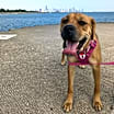 Thumbnail photo of Bailey #4
