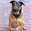 Thumbnail photo of Bella #2