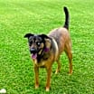 Thumbnail photo of Bella #3