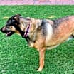 Thumbnail photo of Bella #4