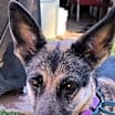 Thumbnail photo of Daisy #2