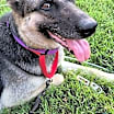 Thumbnail photo of Daisy #3