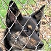 Thumbnail photo of Skippy"I've Been Adopted" #1