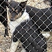 Thumbnail photo of Skippy"I've Been Adopted" #2