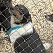 Thumbnail photo of Skippy"I've Been Adopted" #3