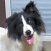 Thumbnail photo of Woofie #1