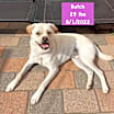 Thumbnail photo of Butch #1
