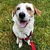 Thumbnail photo of Champ #1