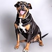 Thumbnail photo of Turbo #1