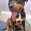 Thumbnail photo of Turbo #3