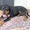 Thumbnail photo of Turbo #4