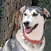Thumbnail photo of Brandy #2