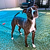 Thumbnail photo of Fitz #1