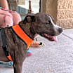 Thumbnail photo of Fitz #2