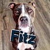 Thumbnail photo of Fitz #4