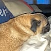 Thumbnail photo of Jake #2