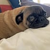 Thumbnail photo of Jake #3
