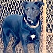 Thumbnail photo of Sweetie Pea 1 #3