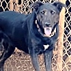 Thumbnail photo of Sweetie Pea 1 #4