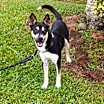 Thumbnail photo of Jasmine #2