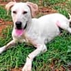 Thumbnail photo of Cora #3