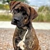 Thumbnail photo of Rex (2023) #1