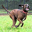 Thumbnail photo of Gentry #3