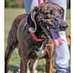 Thumbnail photo of Gentry #4