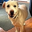 Thumbnail photo of Blu #1