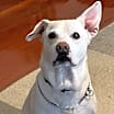 Thumbnail photo of Blu #2