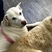 Thumbnail photo of Blu #3