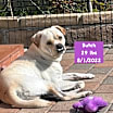 Thumbnail photo of Butch #2