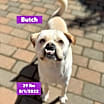 Thumbnail photo of Butch #3