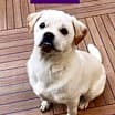 Thumbnail photo of Butch #4