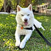 Thumbnail photo of Crumbles #2
