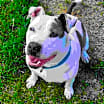 Thumbnail photo of Maya (Adopted) #1