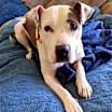 Thumbnail photo of Maya (Adopted) #2