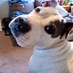 Thumbnail photo of Maya (Adopted) #3