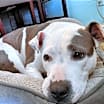 Thumbnail photo of Maya (Adopted) #4