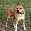Thumbnail photo of Zeke #3