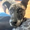 Thumbnail photo of Athena #1