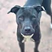 Thumbnail photo of Sapphire ***RESCUE CENTER*** #1