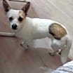 Thumbnail photo of Alfie #1