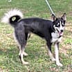 Thumbnail photo of Ryker #2