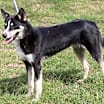 Thumbnail photo of Ryker #3