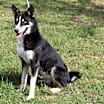 Thumbnail photo of Ryker #4