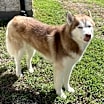 Thumbnail photo of Coby #3
