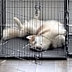 Thumbnail photo of Coby #4