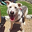Thumbnail photo of Toby #1